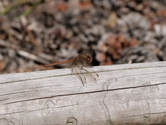 Sympetrum striolatum