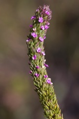 Muraltia satureioides