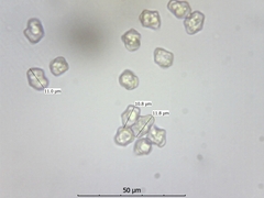 Entoloma sericellum