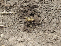 Cacosternum plimptoni