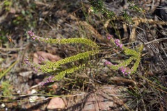Muraltia satureioides