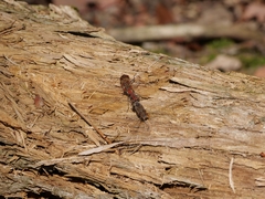 Sympetrum striolatum
