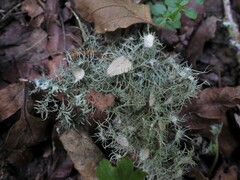 Usnea florida