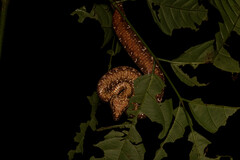 Craspedocephalus borneensis