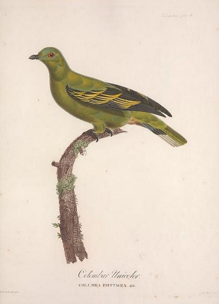 Timor Green-Pigeon illustration