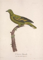 Timor Green-Pigeon photo 1