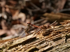 Sympetrum striolatum