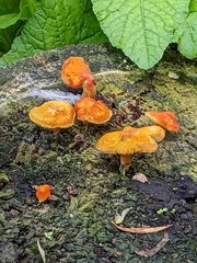 Pluteus aurantiorugosus