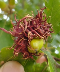 Andricus caputmedusae