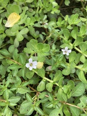 Bacopa monnieri