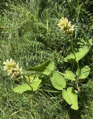 Betonica alopecuros