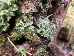 Cladonia bellidiflora