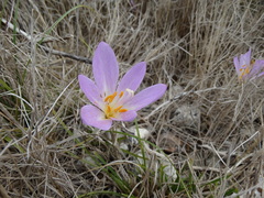 Colchicum lusitanum