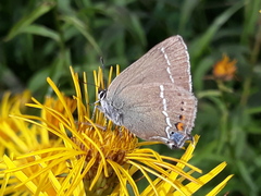 Satyrium spini
