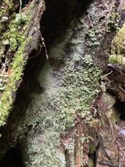 Cladonia bellidiflora