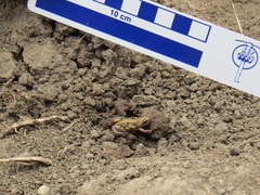 Cacosternum plimptoni