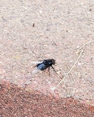 Copestylum violaceum