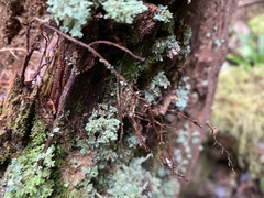 Cladonia bellidiflora
