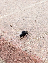 Copestylum violaceum