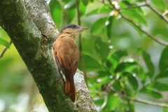 Pachyramphus aglaiae