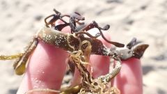 Scyliorhinus canicula