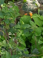 Pluteus aurantiorugosus