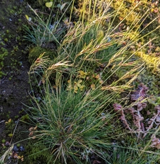 Festuca vivipara