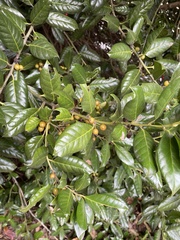 Ilex cornuta