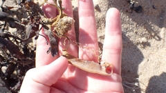 Scyliorhinus canicula