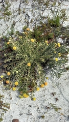 Leucospermum prostratum