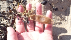 Scyliorhinus canicula