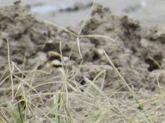 Eremopterix leucopareia