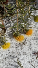 Leucospermum prostratum