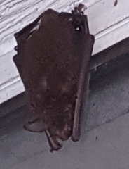 Myotis austroriparius