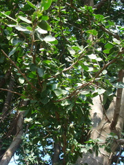 Pithecellobium insigne