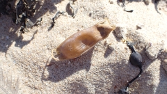 Scyliorhinus canicula