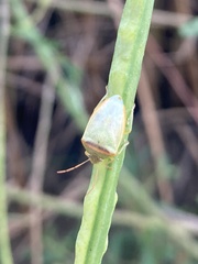 Piezodorus guildinii
