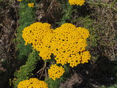 Oncosiphon suffruticosus