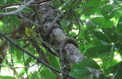 Basileuterus delattrii