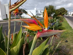 Strelitzia