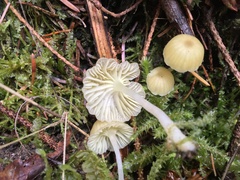 Chrysomphalina grossula