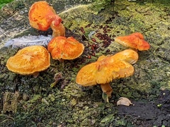 Pluteus aurantiorugosus