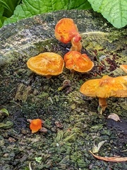 Pluteus aurantiorugosus