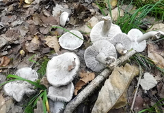 Tricholoma bresadolanum