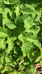 Aegopodium podagraria