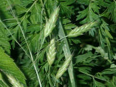 Bromus secalinus