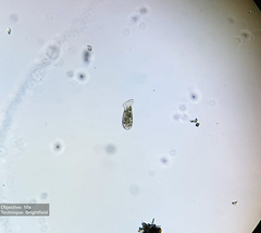 Spathidium