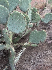 Opuntia orbiculata