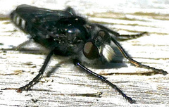 Cyrtopogon inversus