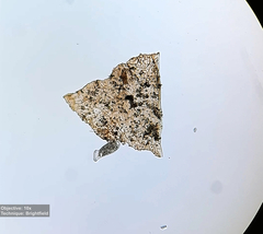Spathidium